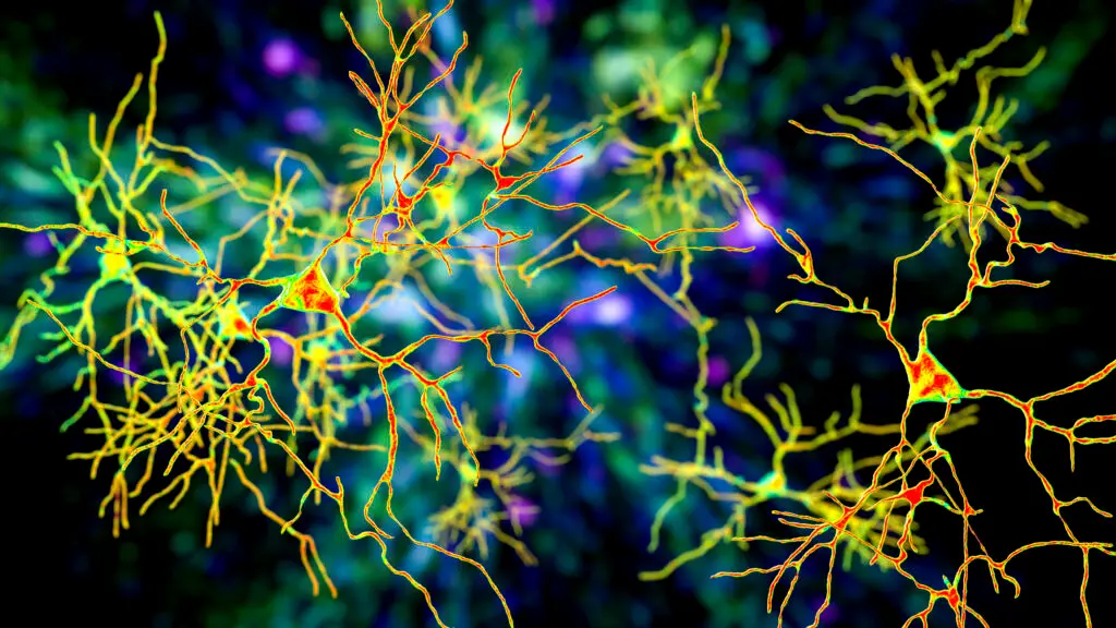 Neurons images