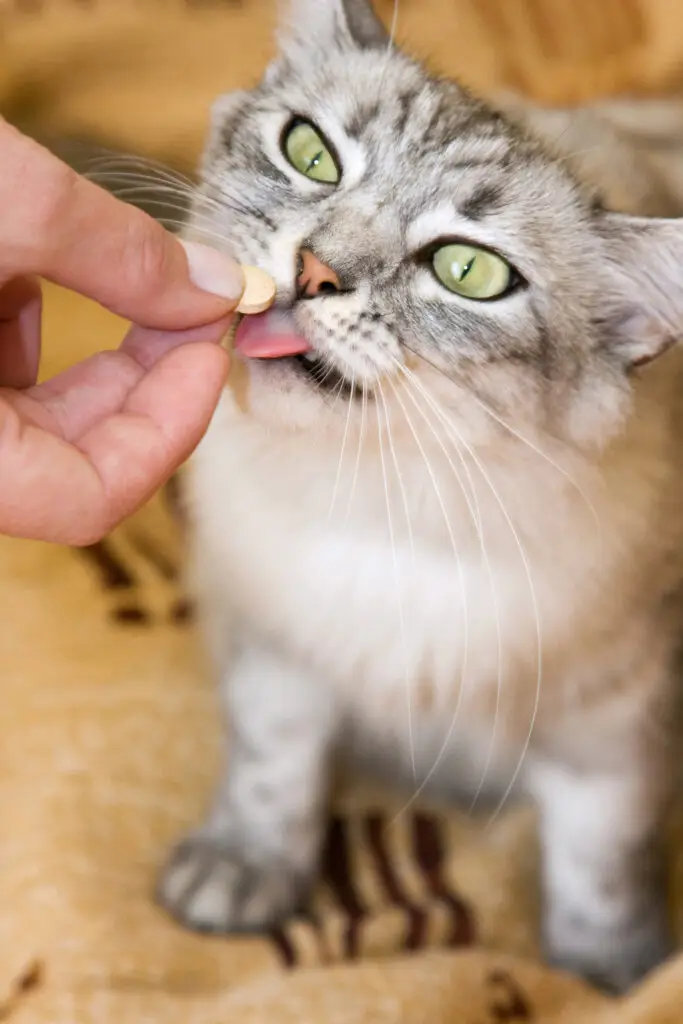 gray cat eating a vitamin