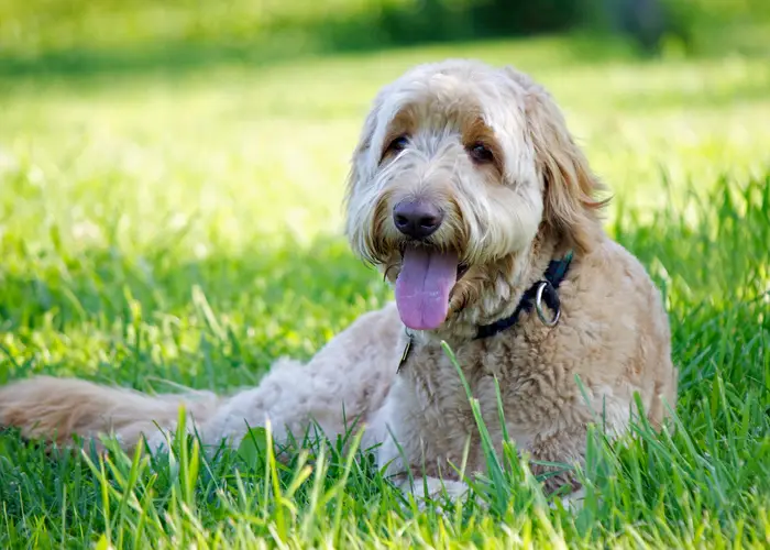 Goldendoodle panting outside in the grass